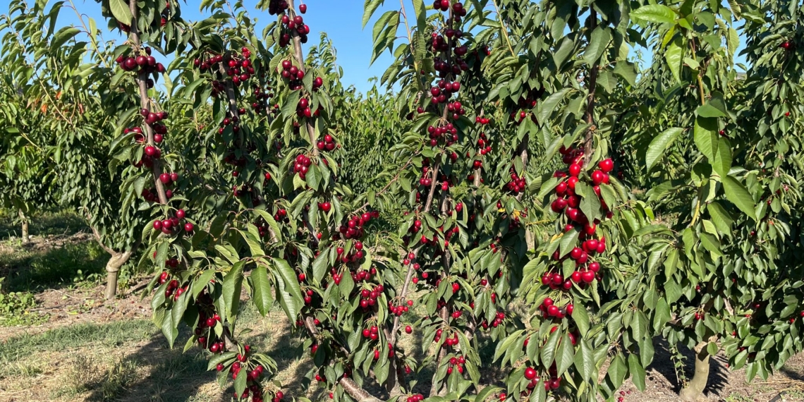 Arrenca la campanya de  la cirera a la Ribera d’Ebre, amb previsions optimistes