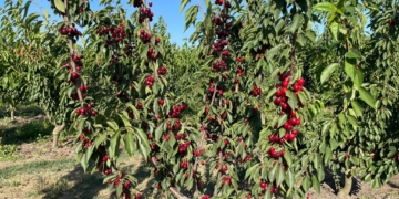 Arrenca la campanya de  la cirera a la Ribera d’Ebre, amb previsions optimistes