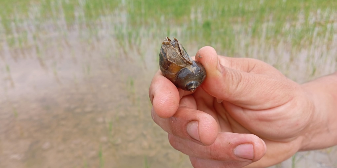La plaga del caragol poma es descontrola per la reducció d’aigua als arrossars la passada campanya
