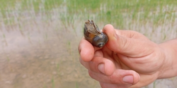 La plaga del caragol poma es descontrola per la reducció d’aigua als arrossars la passada campanya