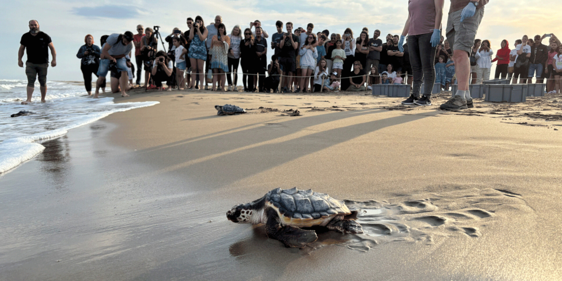 Alliberen 28 tortugues marines al delta de l’Ebre, nascudes l’estiu passat als nius d’este paratge