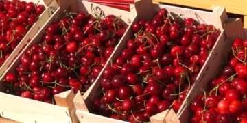 Paüls celebra la Festa de la Cirera amb la visita de Roger Torrent