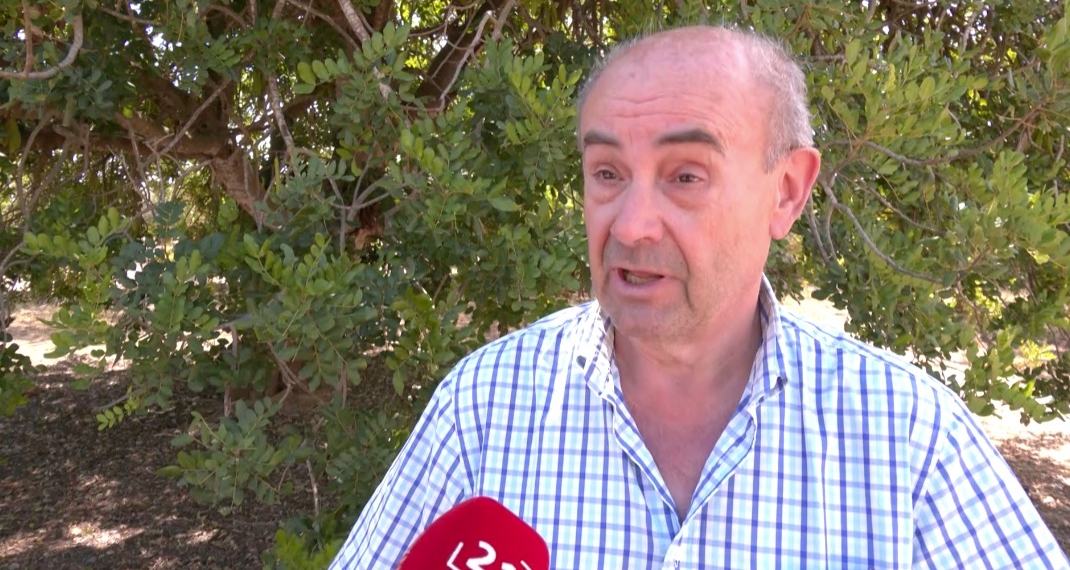 La collita d’ametlla augmentarà més d’un 30% però la de garrofa caurà un 40%