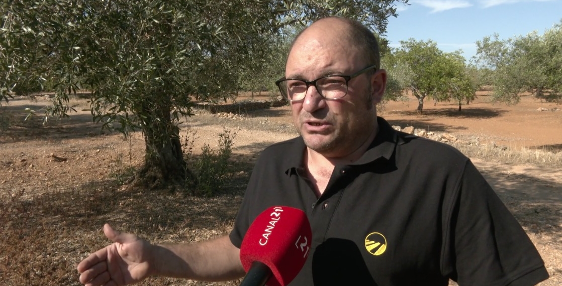 Els pagesos de l’olivera preveuen pèrdues del 90% de producció per la sequera al Baix Ebre i Montsià