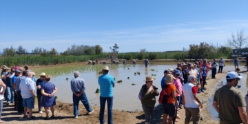 Amposta rememora les feines tradicionals de l’arrossar amb la Festa de la Plantada