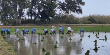 Festa de la Plantada de Sant Jaume d’Enveja al Mas Illa de Riu