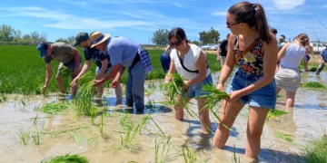 La Ràpita trenca rècords de participació en la Festa de la Plantada 