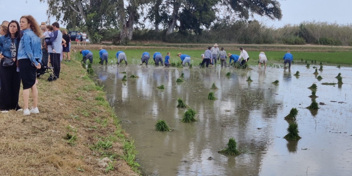 La nova ubicació a la finca Illa de Riu rellança la Festa de la Plantada de Sant Jaume d’Enveja