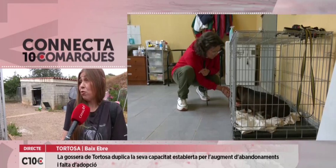 La gossera de Tortosa, saturada per l’abandonament de gossos i gats