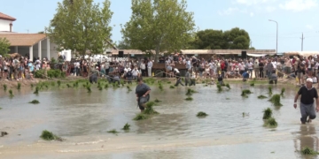 Festa de la Plantada a les festes tradicionals de l’Arròs de Deltebre 2024