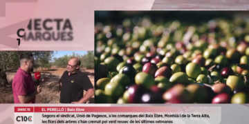 La sequera persistent fa preveure una campanya de l’olivera amb pèrdues d’un 90% de producció
