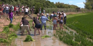 Festa de la Plantada de l’arròs a la Fundació Plegadis de la Ràpita