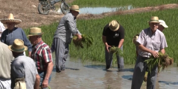 Festa de la Plantada de l’Arròs de l’Aldea