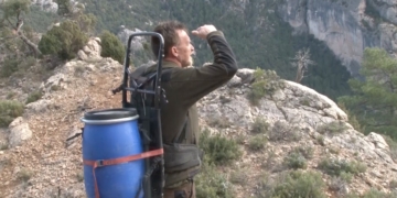 El Parc Natural dels Ports rebrà exemplars de voltorn negre per afavorir el seu retorn