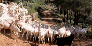 L’Espai Test de Gandesa ja està a ple rendiment amb un ramat de cabres