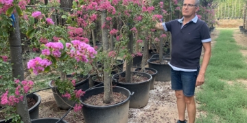 La Federació de Viveristes demana al nou Govern ‘no abaixar els braços’ en la lluita contra la sequera