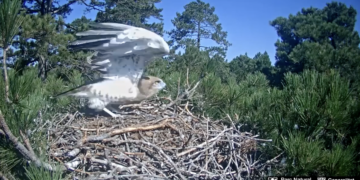 La història de Josep Mulet, el guardià del cinema de Bot