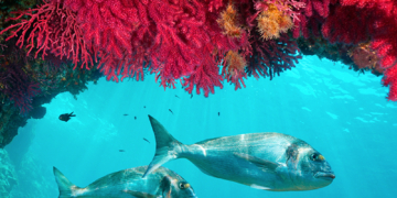 BioMARató: ciència ciutadana per descobrir la biodversitat del fons marí