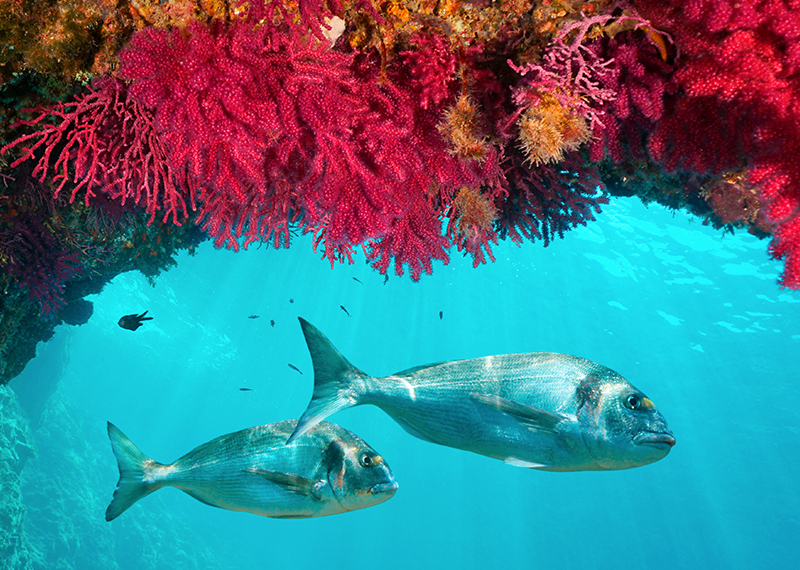 BioMARató: ciència ciutadana per descobrir la biodversitat del fons marí