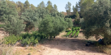 Els Mossos detenen dos homes a Flix que cultivaven 2.250 plantes de marihuana