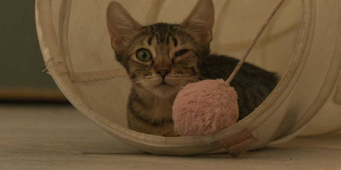 L’abandonament de gossos i gats desborda la protectora Petjades de l’Ebre