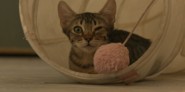 L’abandonament de gossos i gats desborda la protectora Petjades de l’Ebre