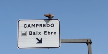 Un voltor sorprèn els conductors a l’autovia de Tortosa a l’Aldea