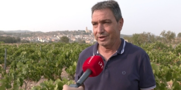 Menys producció de raïm a la Terra Alta, però d’alta qualitat 