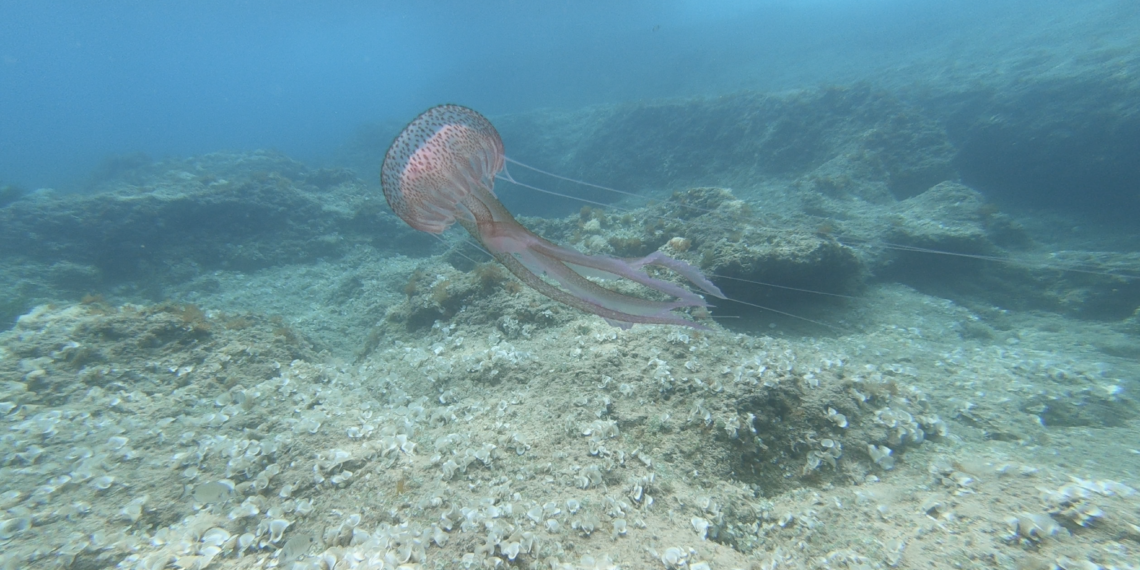 Més meduses a les platges ebrenques per les altes temperatures del mar i la sobrepesca