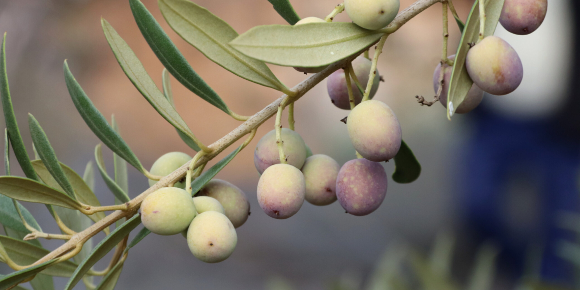 Salut incorporarà canvis al calendari de vacunació infantil de cara a 2025
