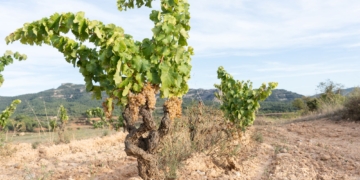 La DO Terra Alta ja ha collit 770.000 quilos de raïm