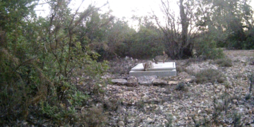 Les societats de caçadors de l’Ebre capturen més de 400 senglars i 4.500 conills en el pla de xoc d’Acció Climàtica