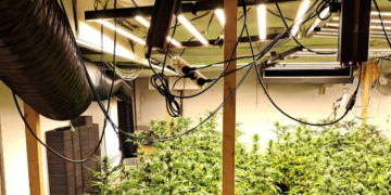 Desconnectades cinquanta plantacions de marihuana de la xarxa elèctrica cada setmana a Tarragona i l’Ebre