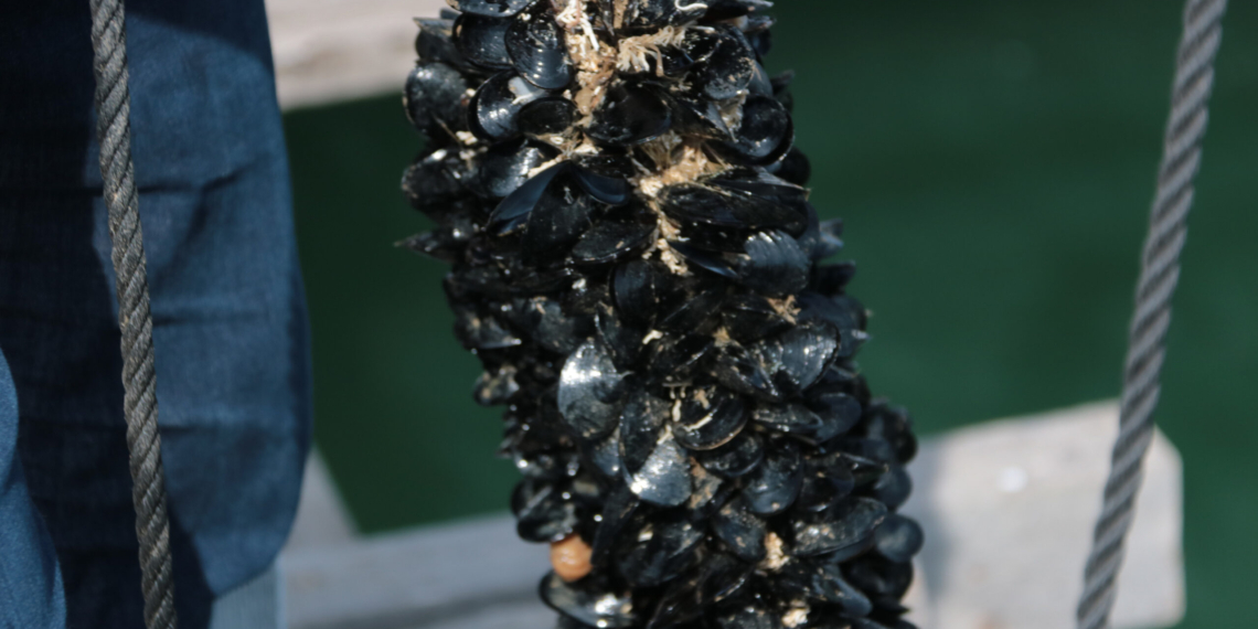 El Delta tanca la campanya del musclo amb una producció de més de tres milions de quilos