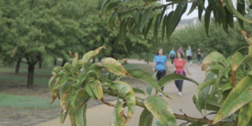 Ascó promou la mobilitat sostenible amb una caminada que voreja l’Ebre