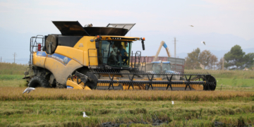 Recta final de la campanya de la sega de l’arròs al Delta, que ha permès recuperar la ‘normalitat’