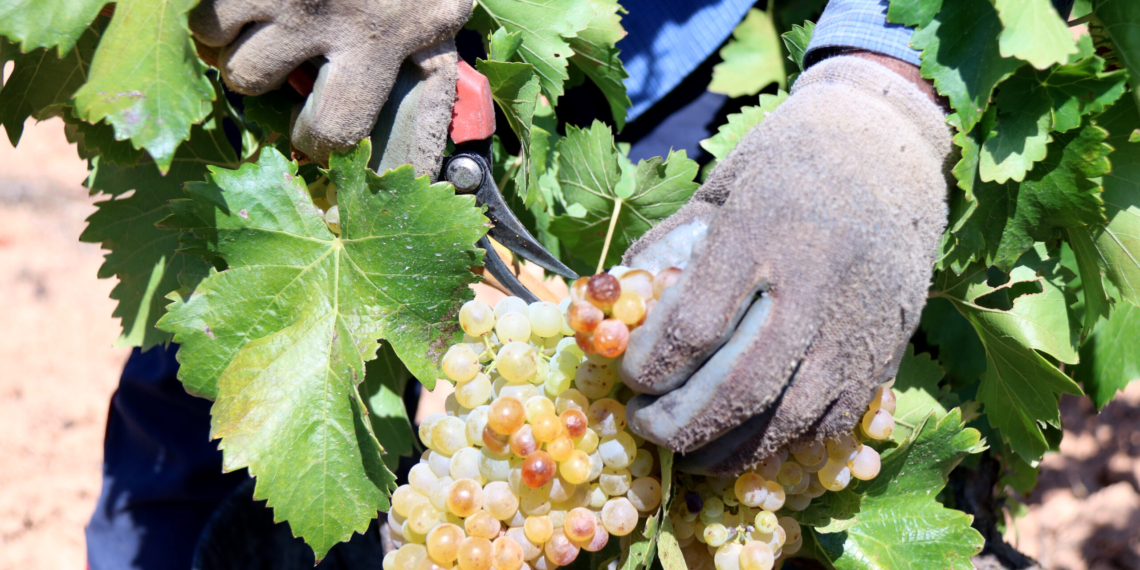 Caiguda històrica de producció de vi a la Terra Alta per la sequera