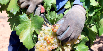 Caiguda històrica de producció de vi a la Terra Alta per la sequera