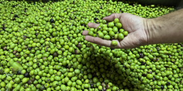 La collita d’oli d’oliva caurà un 50%, amb més afectació al Baix Ebre i el Montsià