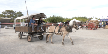 Festa de la Sega d’Amposta