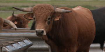 Toros del Delta, la primera ramaderia ebrenca que aposta pels bous de lidia