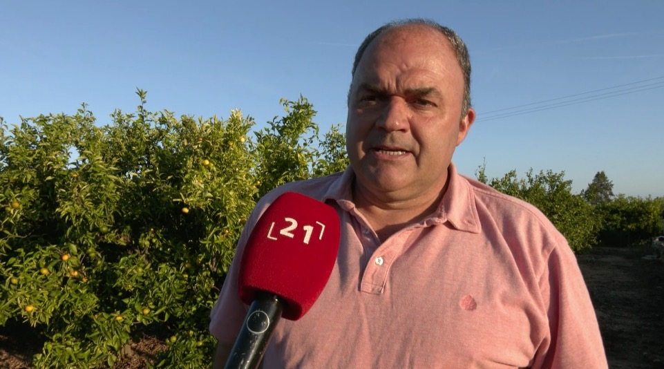 La sequera rebaixa la producció de clementina en l’inici de la campanya de cítrics