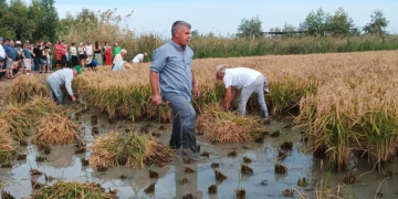 Amposta clou les festes de l’arròs, que han homenatjat els segadors del Delta