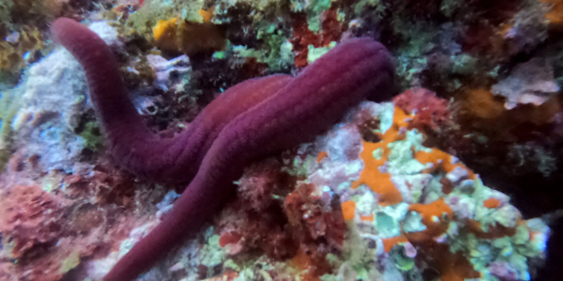 Espècies tropicals s’estableixen a la costa ebrenca per l’escalfament del mar