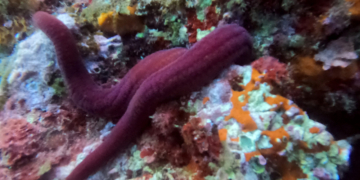 Espècies tropicals s’estableixen a la costa ebrenca per l’escalfament del mar