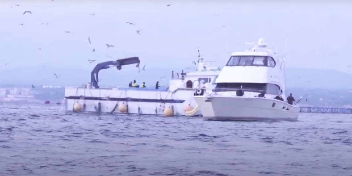 Investigadors i pescadors aconsegueixen marcar 39 tonyines en només un dia a l’Ametlla de Mar 