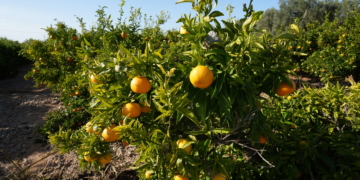 Els cítrics i l’olivera, els afectats al camp per la DANA al Baix Ebre i el Montsià