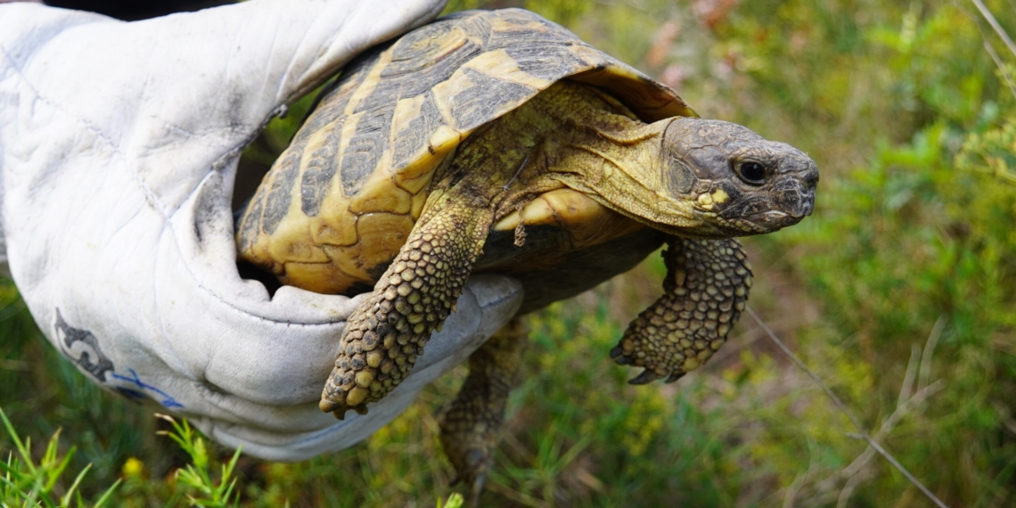 Reintrodueixen tortugues mediterrànies al Parc Natural dels Ports