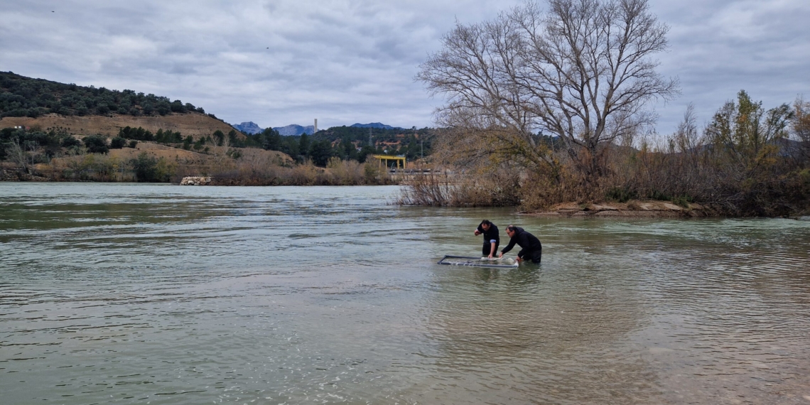 Continua la reintroducció d’esturions a l’Ebre amb l’alliberament de mig centenar d’exemplars