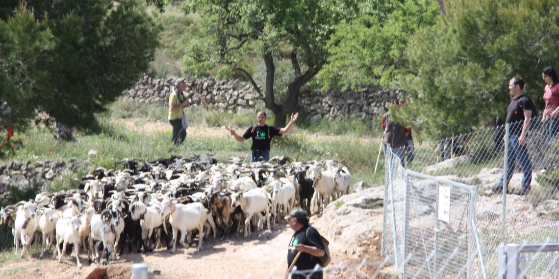 Roben tot el ramat productiu de la Formatgeria Laura de Rasquera a la Ribera d’Ebre